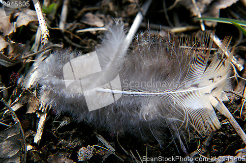 Image of Feather