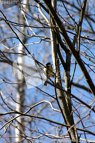 Image of Tit