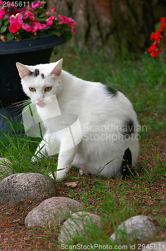 Image of Domestic cat