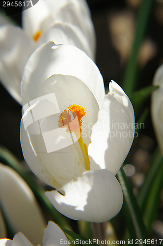 Image of Crocus