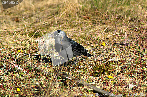 Image of Corvus monedula