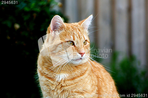 Image of Domestic cat
