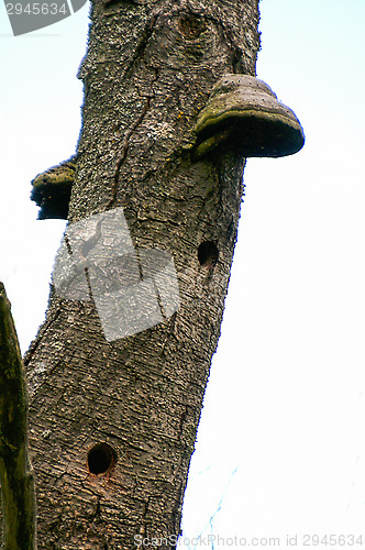 Image of Polypore