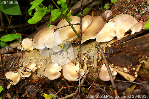 Image of Mushrooms