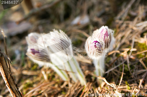 Image of Pulsatilla patens