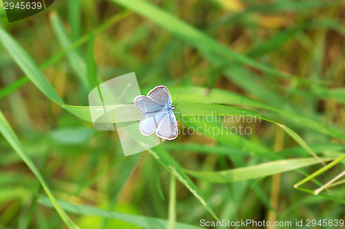 Image of Butterfly