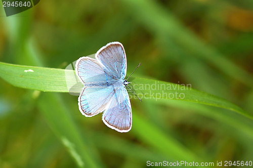 Image of Butterfly