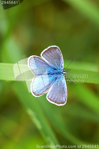 Image of Butterfly