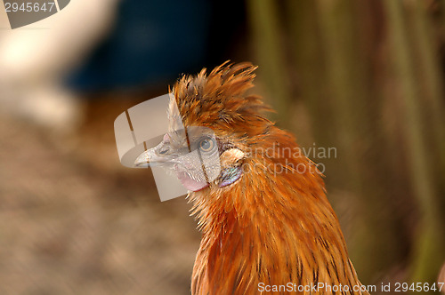 Image of Chicken