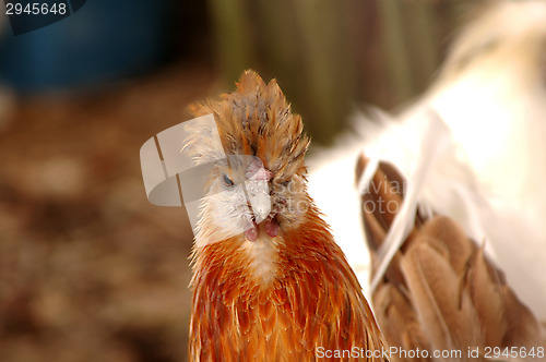 Image of Hen