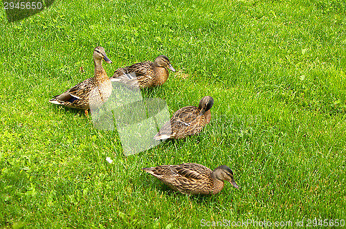 Image of Duck