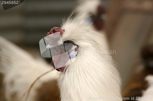 Image of Chicken