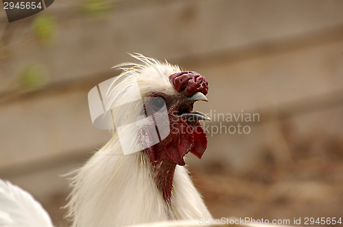 Image of Chicken