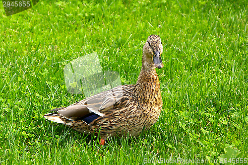 Image of Duck