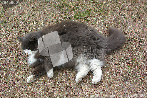 Image of Cat