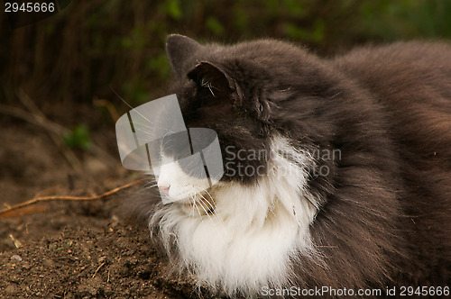 Image of Domestic cat