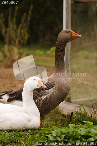 Image of Goose