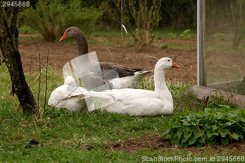 Image of Goose
