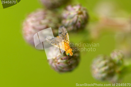 Image of Fly