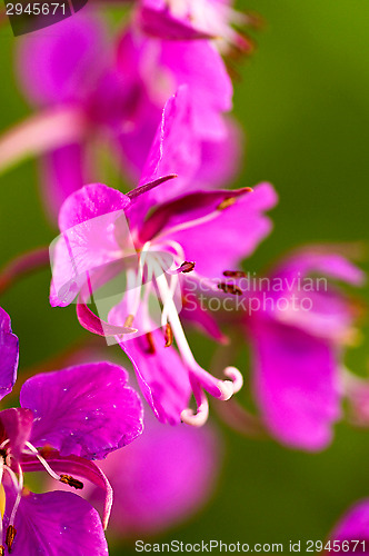 Image of Fireweed