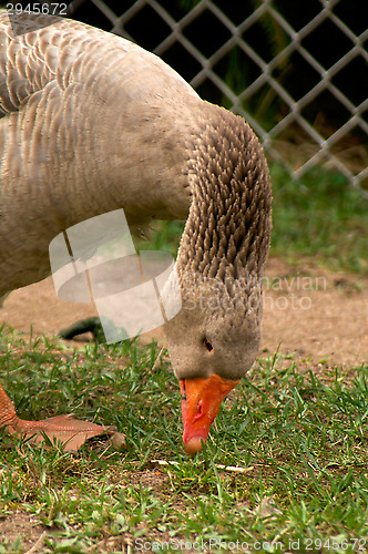 Image of Goose