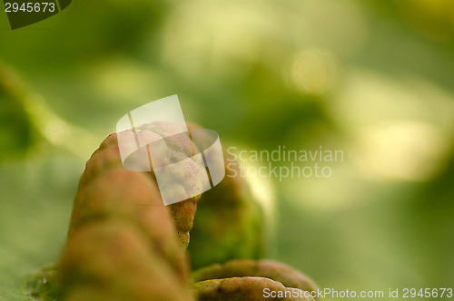 Image of Leaf