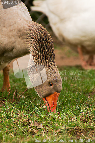 Image of Goose