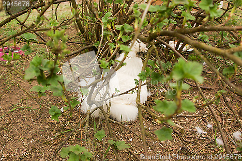 Image of Chicken