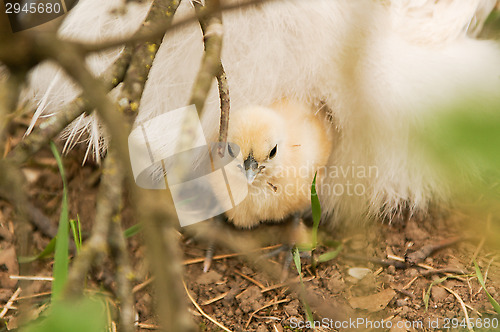 Image of Chickens