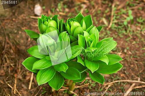 Image of Flowers