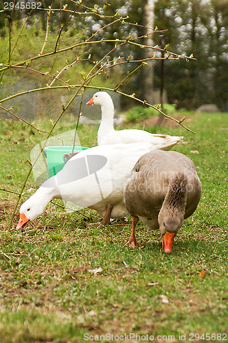 Image of Goose