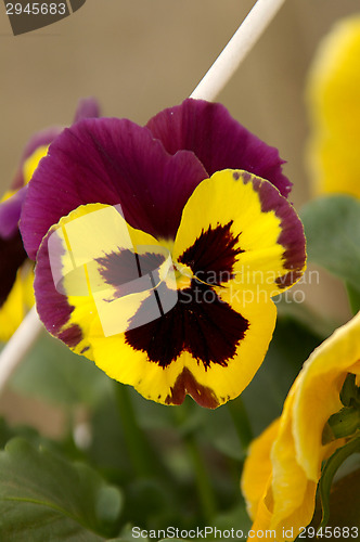 Image of Viola tricolor