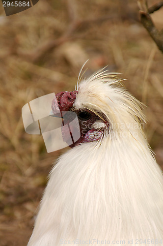 Image of Chicken