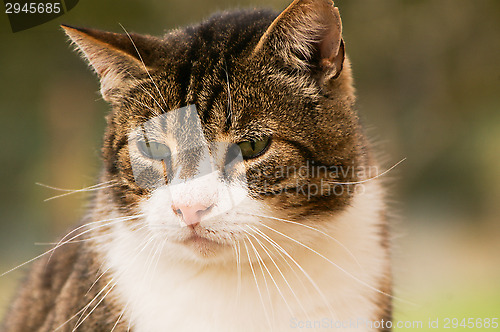 Image of Domestic cat