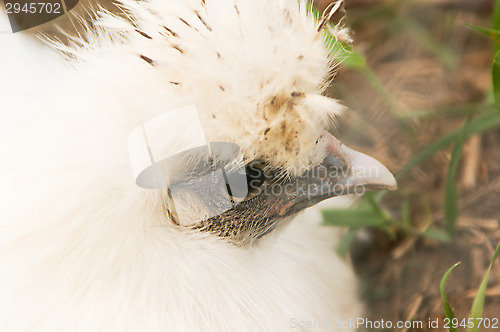 Image of Chicken