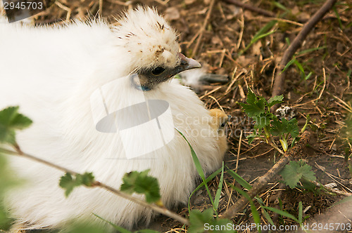 Image of Chicken