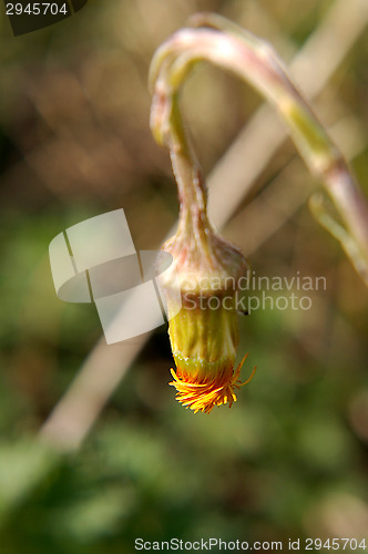 Image of Dandelion