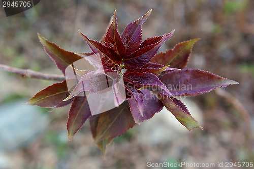 Image of Flower