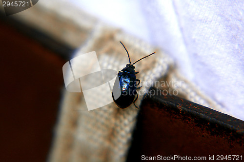 Image of St. John's Wort beetle