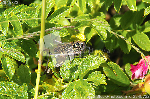 Image of Tettigoniidae