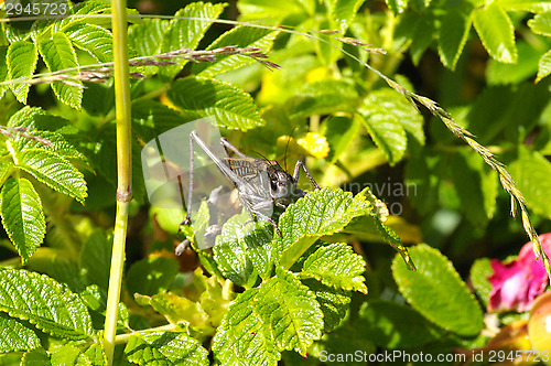 Image of Grasshopper