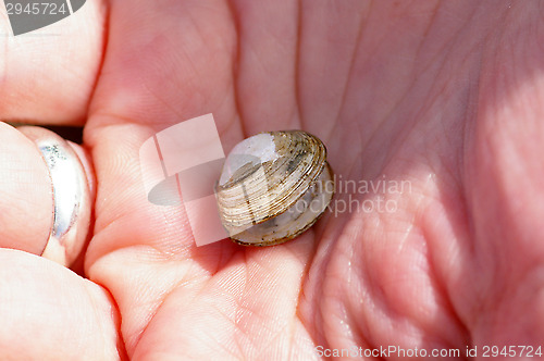 Image of Shell