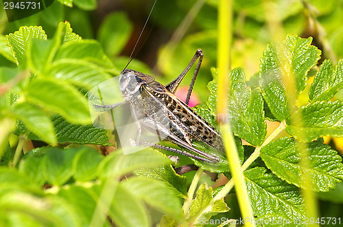 Image of Tettigoniidae