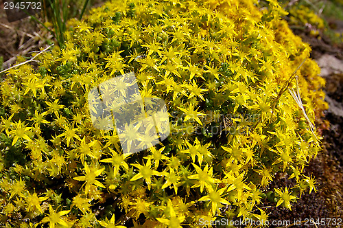 Image of Sphagnum