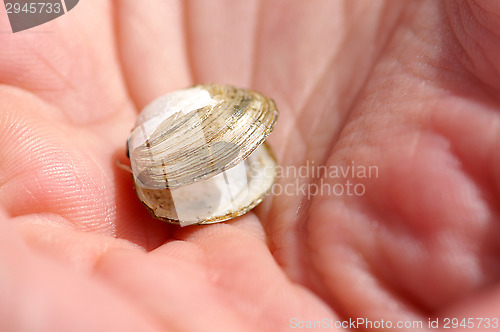 Image of Shell