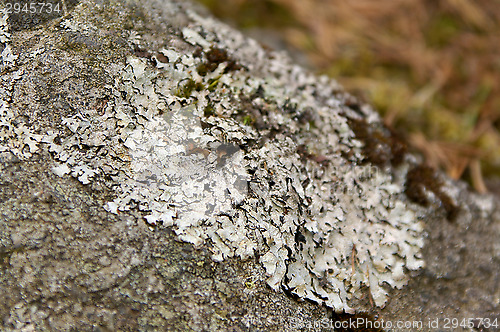 Image of Lichen