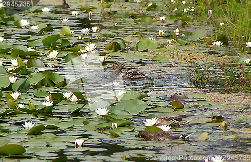 Image of Ducks