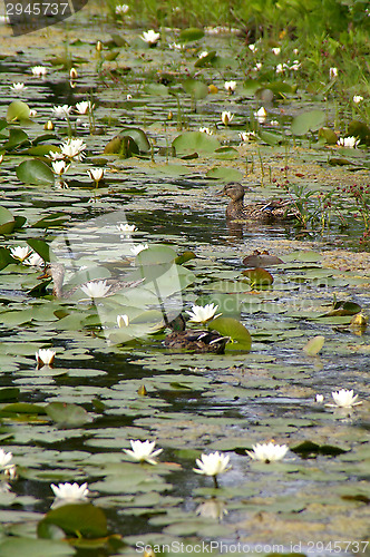 Image of Ducks