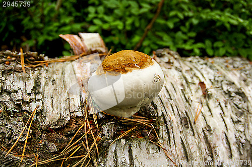 Image of Polypore