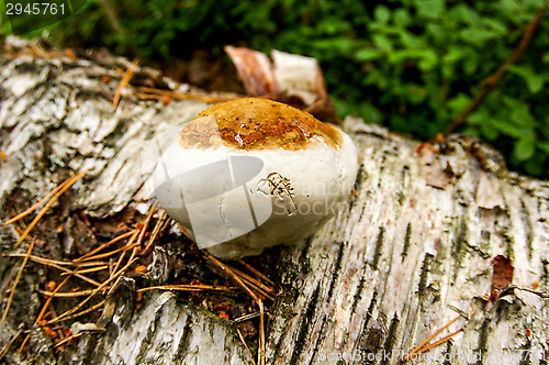 Image of Polypore